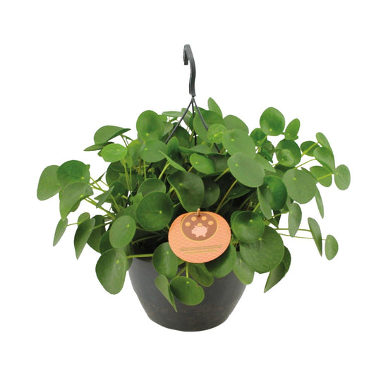 Pilea Peperomioides - Aluminium-Pflanze - Ø27cm - Pflanzfix24