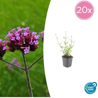 20x Verbena bon. 'Lollipop' - Pflanzfix24.de - Pflanzfix24.de