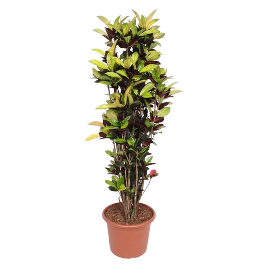 Codiaeum Iceton (Croton Iceton) - 190 cm - ø45 von Pflanzfix24