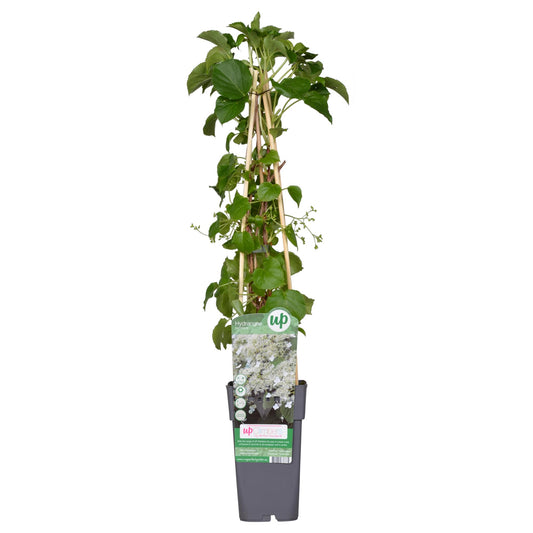 Hydrangea petiolaris - Klimhortensia - Ø15cm - ↕65cm - Pflanzfix24.de - Pflanzfix24.de
