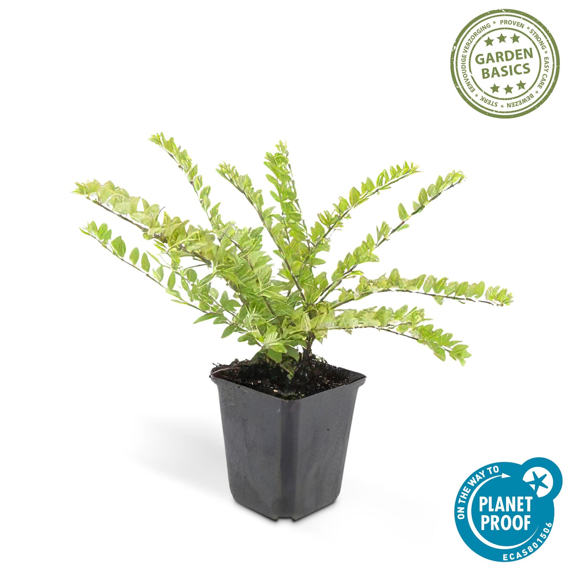 12x Lonicera nitida 'Maigrün' – Immergrüner Bodendecker & Heckenpflanze 10-25cm – Pflanzfix24.de - Pflanzfix24.de