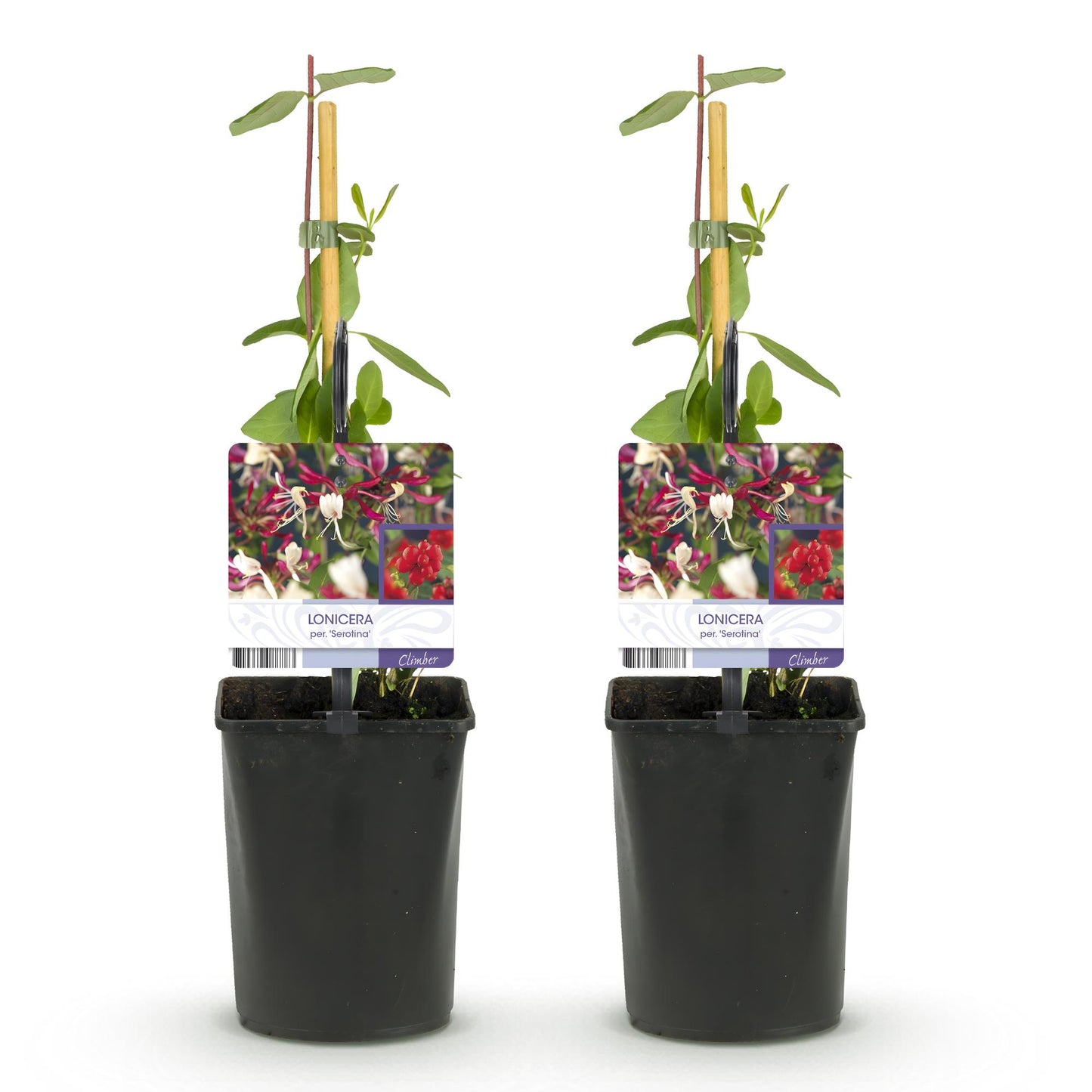 Geißblatt - Lonicera Serotina - 2 Pflanzen - Topf 11cm - Pflanzfix24.de - Pflanzfix24.de