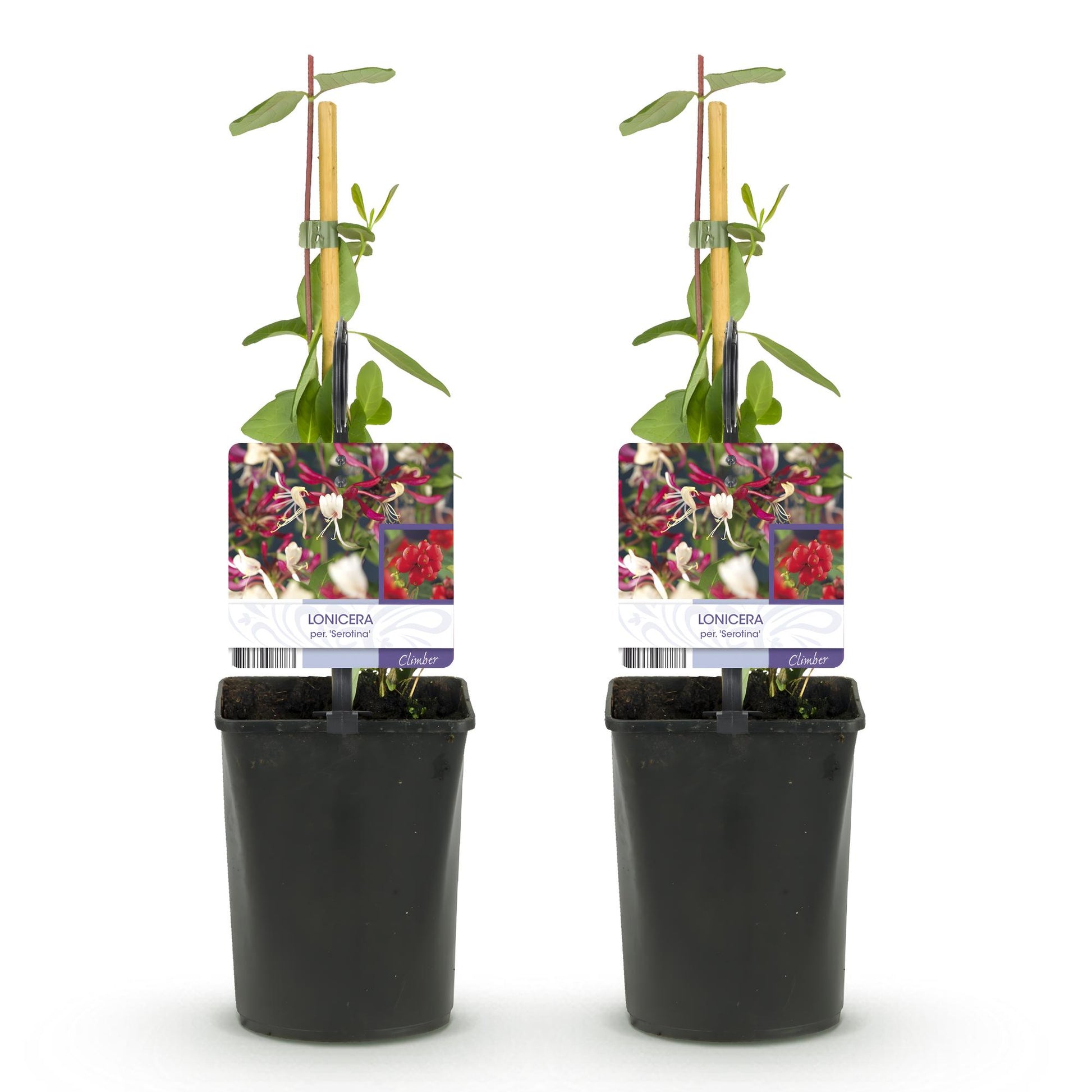 Geißblatt - Lonicera Serotina - 2 Pflanzen - Topf 11cm - Pflanzfix24.de - Pflanzfix24.de