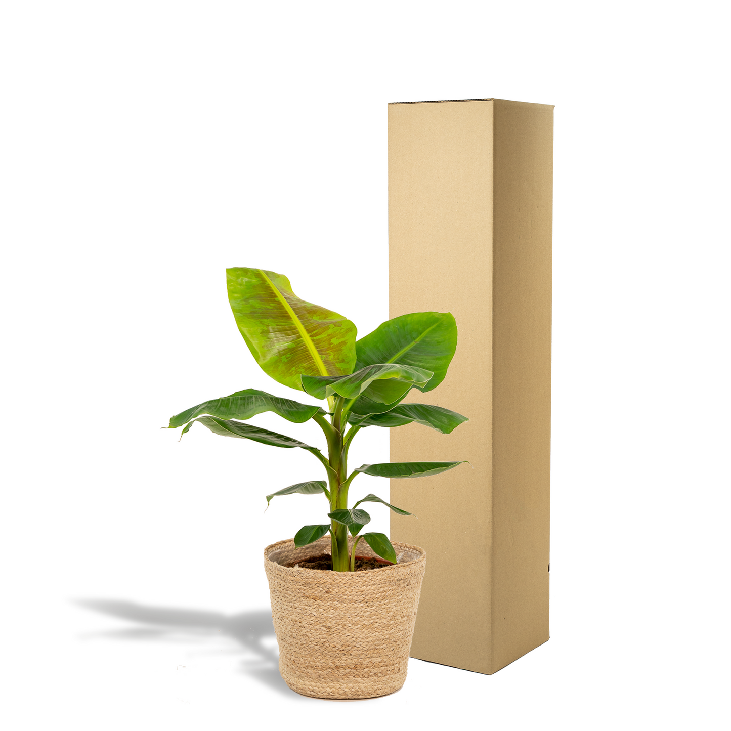 Musa Dwarf Cavendish - Ø21cm - ↕90cm + Korb Selin - Pflanzfix24