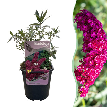 Pflanzfix24.de - Schmetterlingsstrauch - Buddleja davidii Royal Red - 1 Pflanze - Pflanzfix24.de