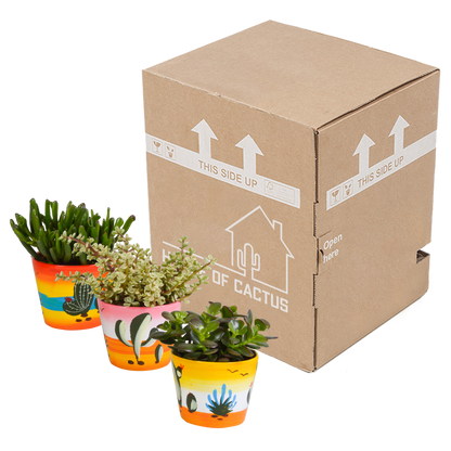 Crassula-Mischung 10,5 cm - 3x - in Mexicaanse pot - Pflanzfix24.de - Pflanzfix24.de