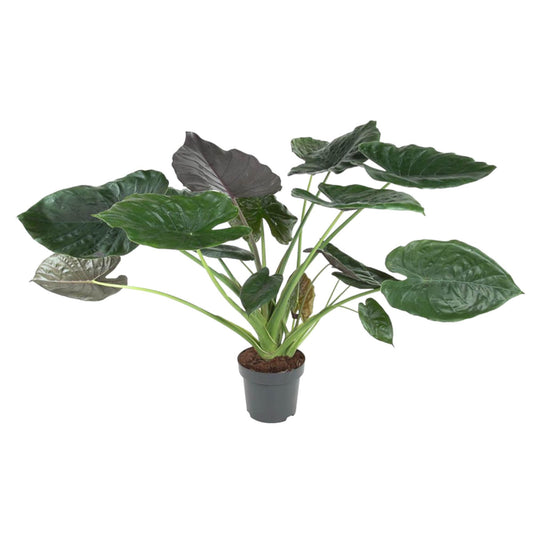 Alocasia Wentii - 120 cm - ø32 bei Pflanzfix24.de - Pflanzfix24.de