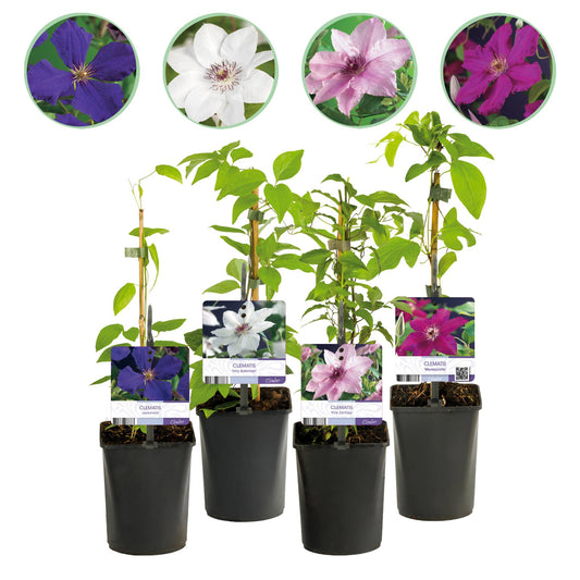 Pflanzfix24.de - Clematis Rainbow - Kletterpflanze - 4 Pflanzen - Topf 11cm - Pflanzfix24.de