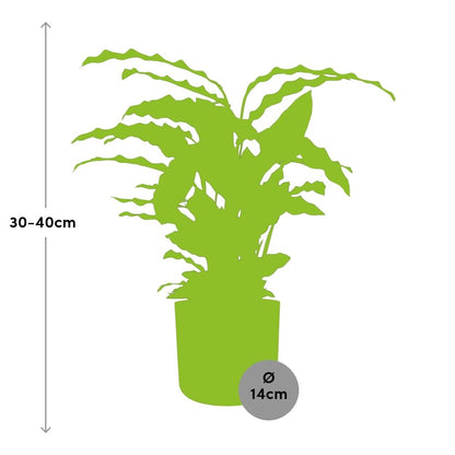 Calathea Rufibarba 'Tropistar' in ELHO b.for soft rond 14cm brique - Pflanzfix24