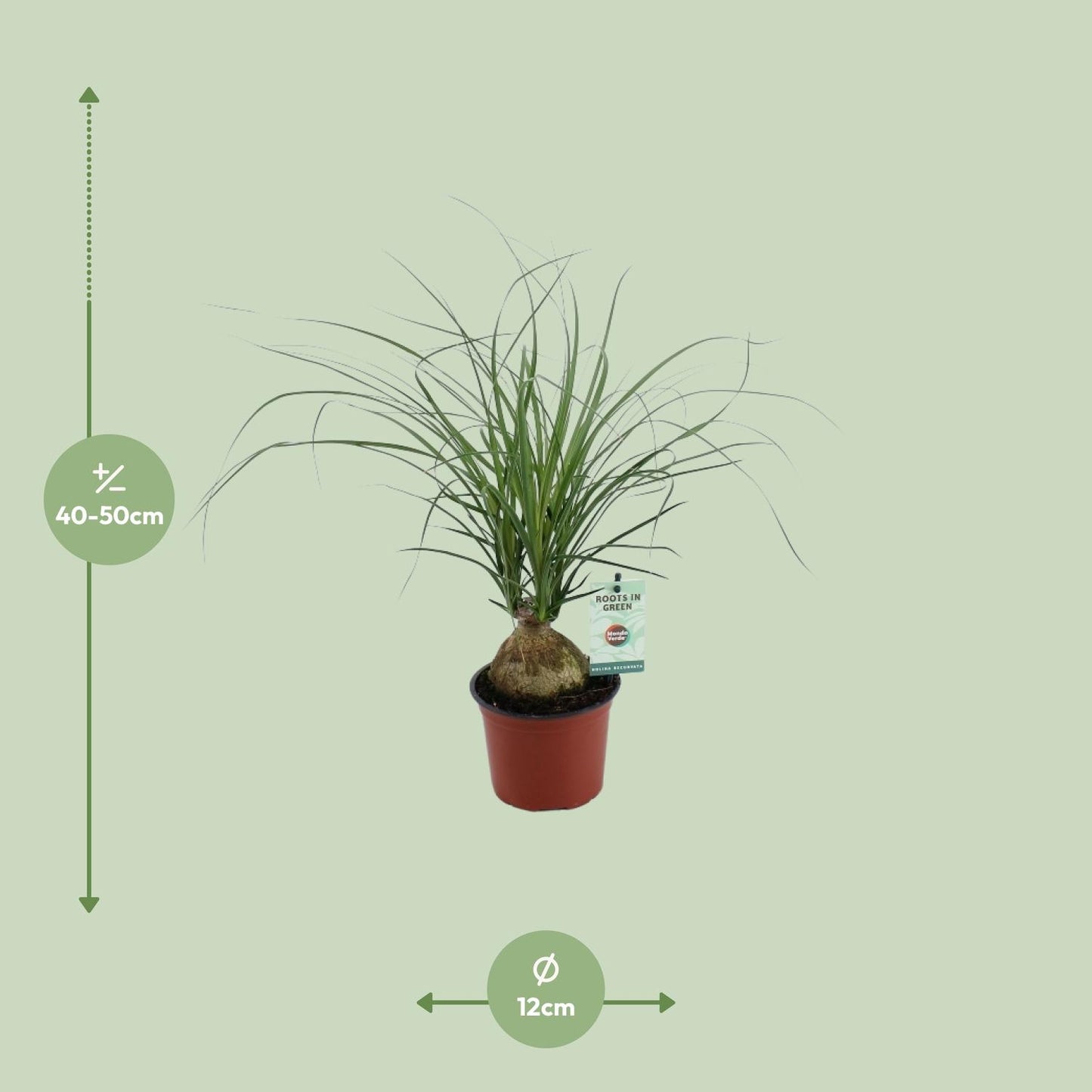 Beaucarnea Recurvata Ø12 cm – Zimmerpflanze | Pflanzfix24