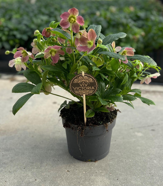 Helleborus Viv Victoria 17 CM - Pflanzfix24