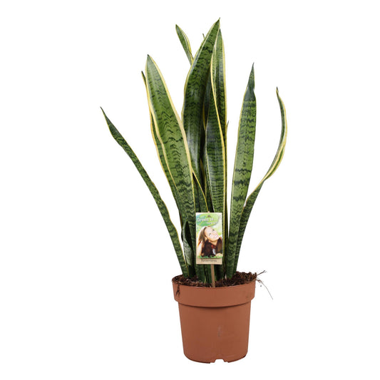 Sansevieria Laurentii - Ø21cm - ↕75cm bei Pflanzfix24