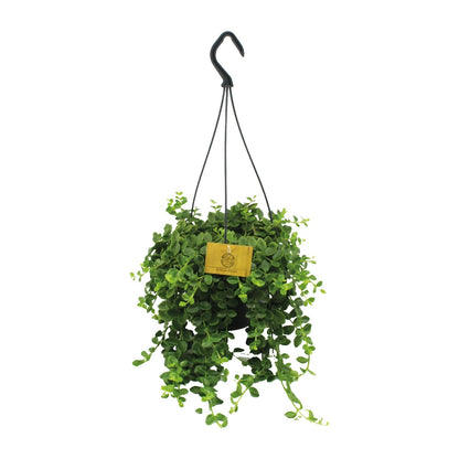 Kalanchoe Mangini - Ø15cm - ↕40cm - Pflanzfix24