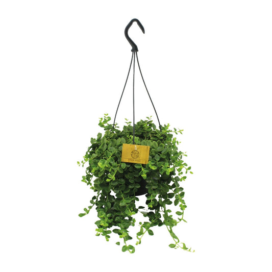 Kalanchoe Mangini - Ø15cm - ↕40cm - Pflanzfix24