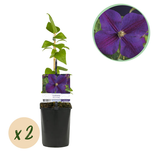 GreenboutiQ - Kletterpflanze - Clematis Star of India - Blüte Rosa - Pflegeleicht - 2 Pflanzen - Topf 11cm Höhe 40cm - Pflanzfix24.de
