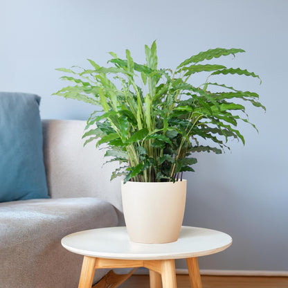 Calathea Rufibarba mit Viber weiß - 55cm - Ø17 - Pflanzfix24