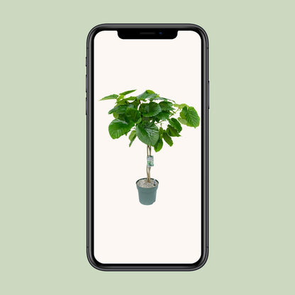 Ficus Umbellata (Gevlochten) - Ø27cm - ↕120cm - Pflanzfix24