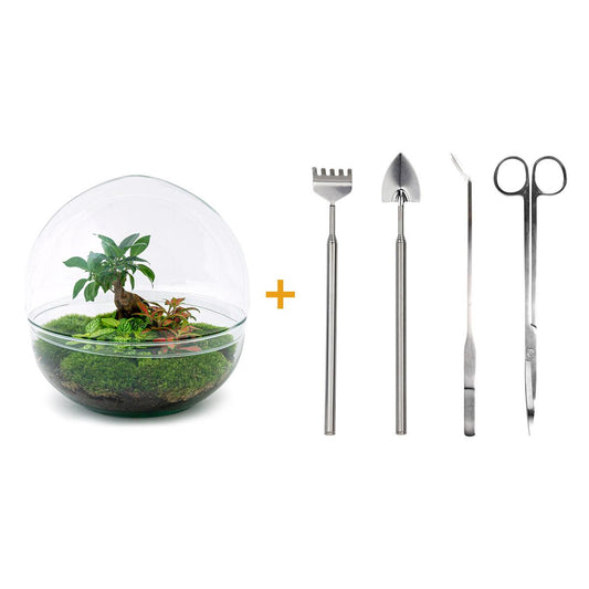 Flaschengarten Dome XL Ficus Ginseng Bonsai - Pflanzfix24