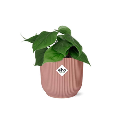 Philodendron Scandens in ELHO Vibes 14cm rosa Topf | Pflanzfix24.de