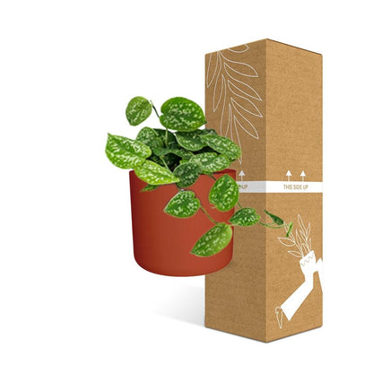 Scindapsus Pictus ‘Argyraeus’ in ELHO b.for soft rond 14cm brique - Pflanzfix24