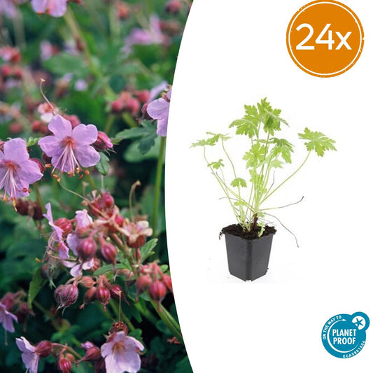 24x Geranium macrorrhizum - 10-25cm - Ø9cm - Pflanzfix24