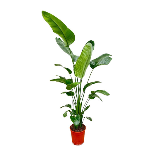 Strelitzia Nicolai Ø24-27cm 180-190cm Zimmerpflanze – Pflanzfix24.de - Pflanzfix24.de