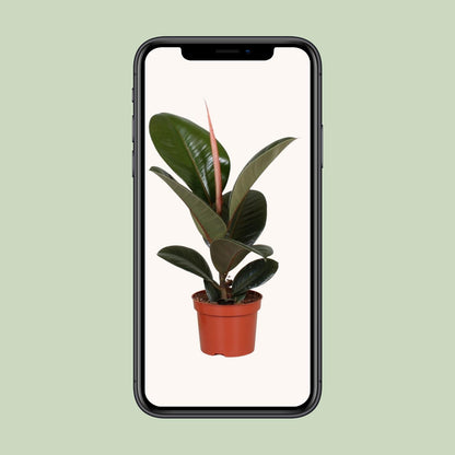 Ficus Elastica Robusta - Ø12cm - ↕35cm bei Pflanzfix24.de - Pflanzfix24.de