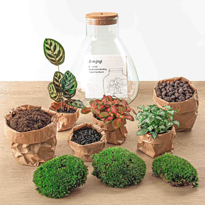 Flaschengarten DIY Terrarium Set mit Calathea und Lampe - Pflanzfix24.de - Pflanzfix24.de