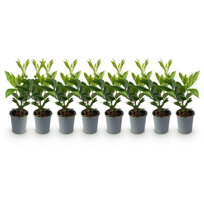 Pflanzfix24 - Prunus laurocerasus Caucasica - Heckenpflanzen - 8 Pflanzen - 1 laufenden Meter