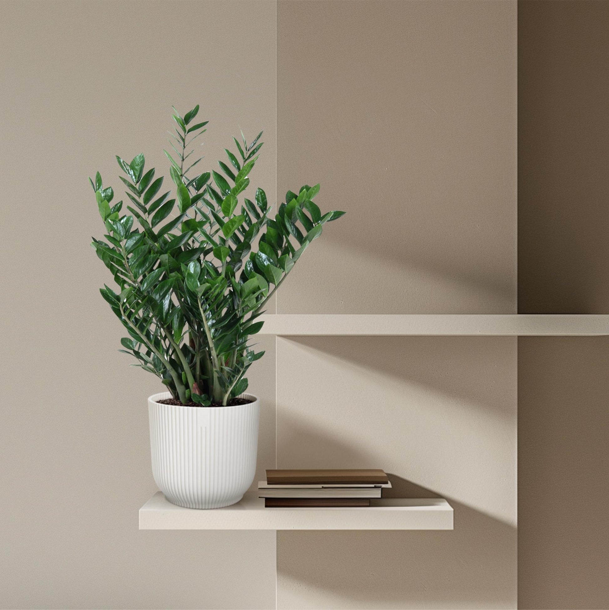 Zamioculcas Pflanze 100cm Ø27cm – Groß & Pflegeleicht | Pflanzfix24.de - Pflanzfix24.de