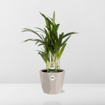 Dypsis Lutescens Bambuspalme 12cm in ELHO b.for rock 14 cm warm grey - Pflanzfix24