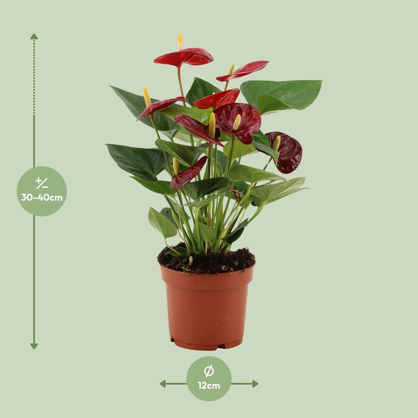 Anthurium Calon In Transparant Sleeve - Ø12cm - ↕36cm bei Pflanzfix24.de - Pflanzfix24.de