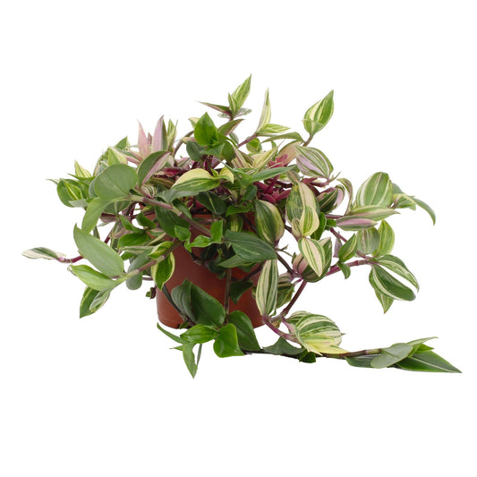 Tradescantia Quadricolor - Pink Pampas 12cm - Ø12cm - ↕17cm - Pflanzfix24
