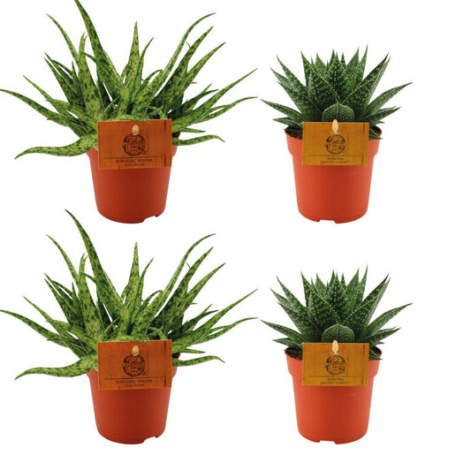 Sukkulenten-Set: 2x Aloe Spider + 2x Gasteria Hybride Aurora Ø10,5cm | Pflanzfix24