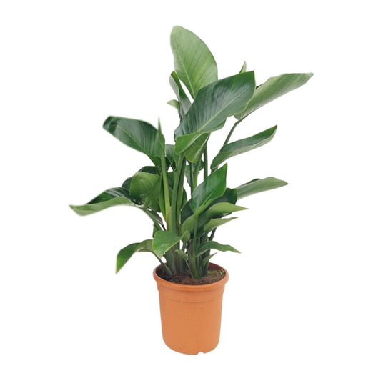 Strelitzia Nicolai - Ø22cm - ↕85cm - Pflanzfix24