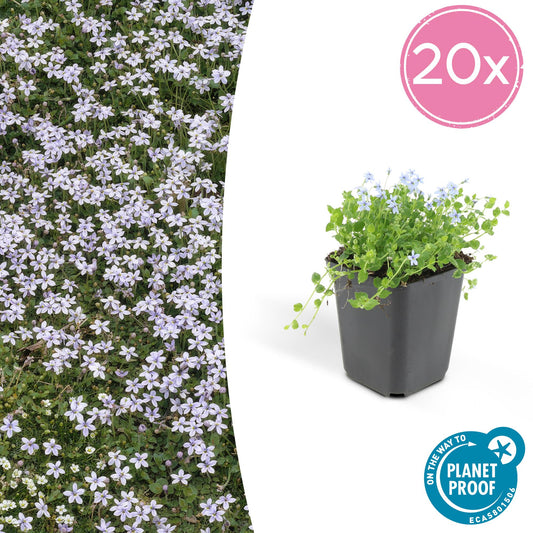 20x Isotoma fluviatilis - Blauer Sternteppich - Pflanzfix24.de - Pflanzfix24.de