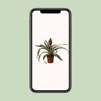 Ananas Rosita - Ø12cm - ↕35cm - Pflanzfix24