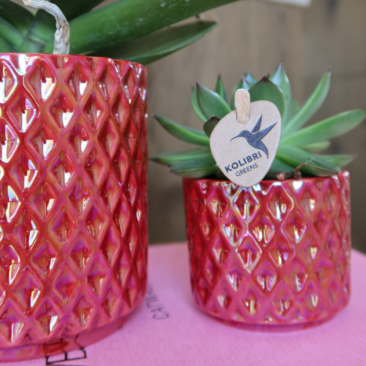 Rote Orchidee Congo im Pearl-Topf – Pflanzfix24.de - Pflanzfix24.de