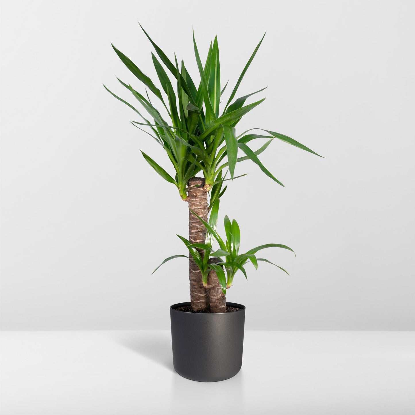 Yucca Elephantipes 85cm Ø17cm – Sonnenliebende Zimmerpflanze | Pflanzfix24.de - Pflanzfix24.de