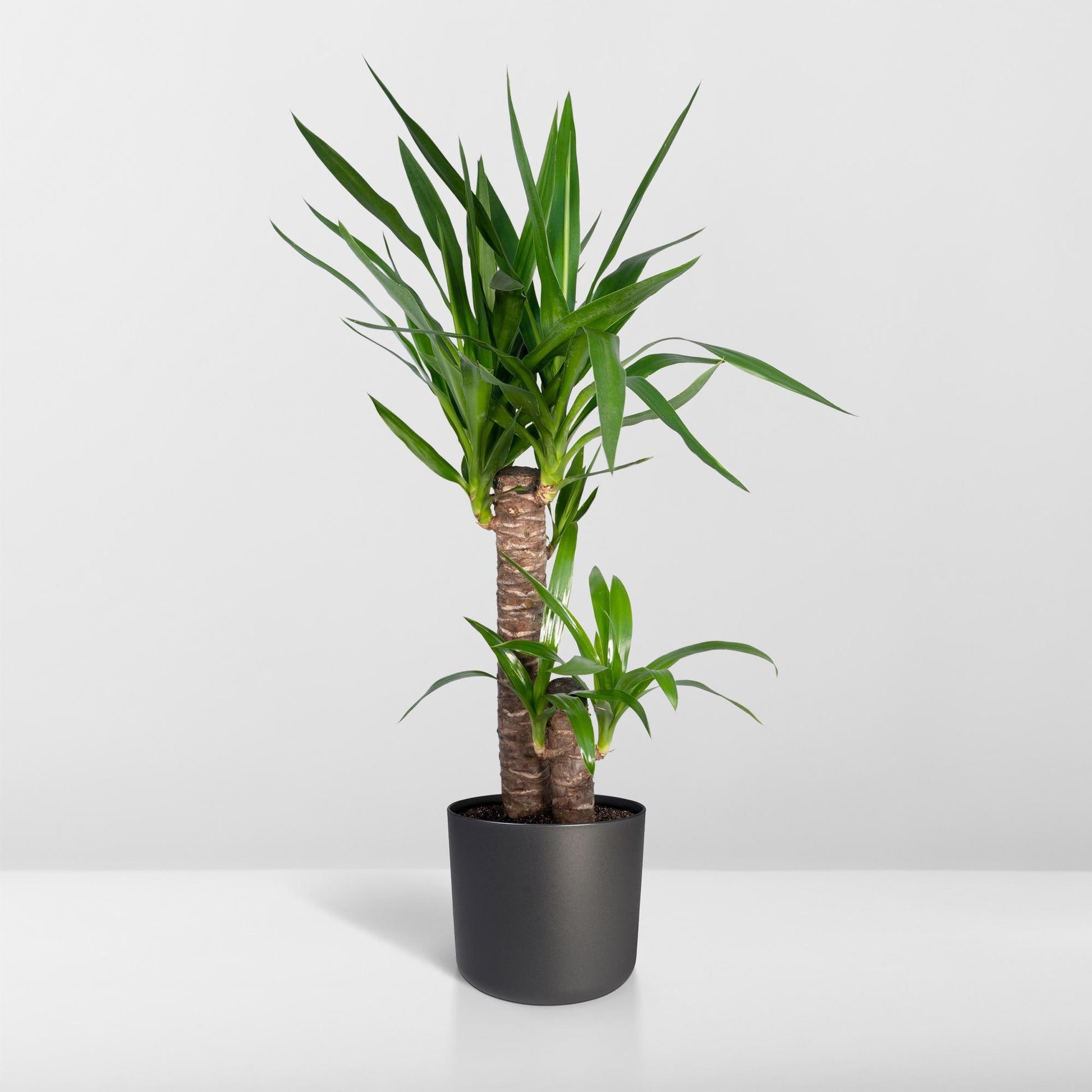 Yucca Elephantipes 85cm Ø17cm – Sonnenliebende Zimmerpflanze | Pflanzfix24.de - Pflanzfix24.de
