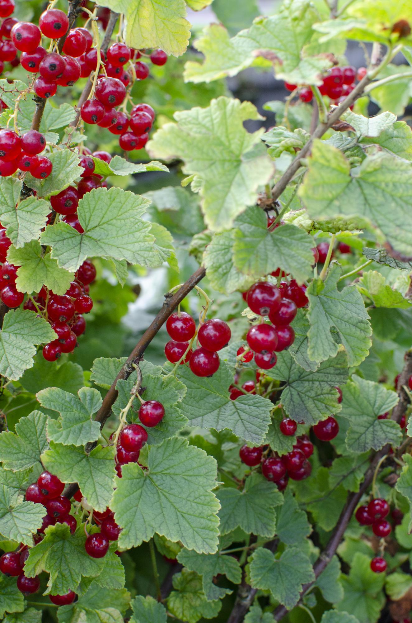 Ribes rubrum 'Jonkheer van Tets' rote Johannisbeere – Pflanzfix24.de - Pflanzfix24.de