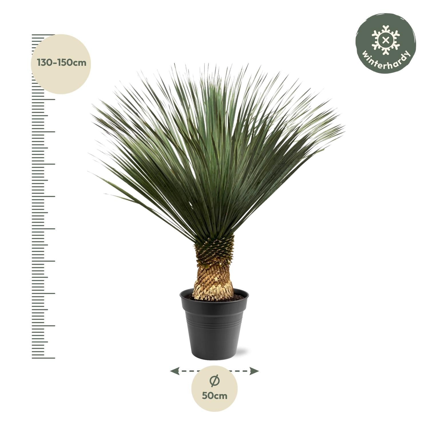 Yucca Rostrata 130-150 cm Topf Ø50 cm – Robust & Exotisch | Pflanzfix24.de - Pflanzfix24.de