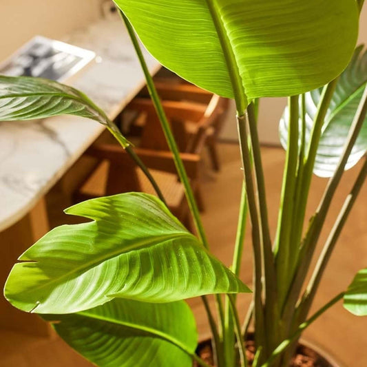 Strelitzia nicolai - 180 cm - In zwarte pot - Kunstplant - Pflanzfix24
