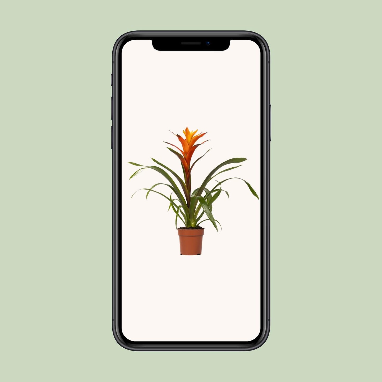 Guzmania Variada - Ø12 ↕50 von Pflanzfix24.de - Pflanzfix24.de
