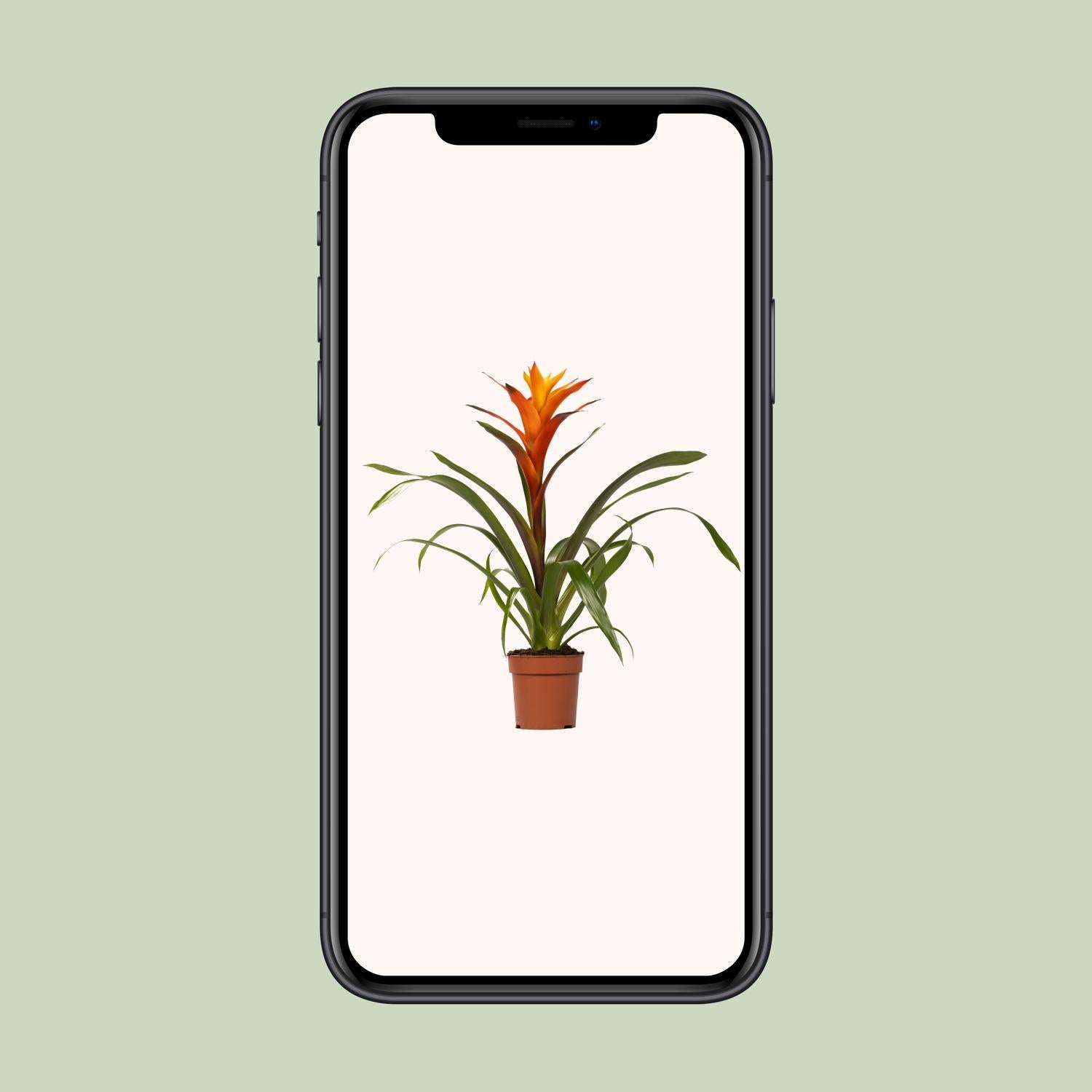 Guzmania Variada - Ø12 ↕50 von Pflanzfix24.de - Pflanzfix24.de