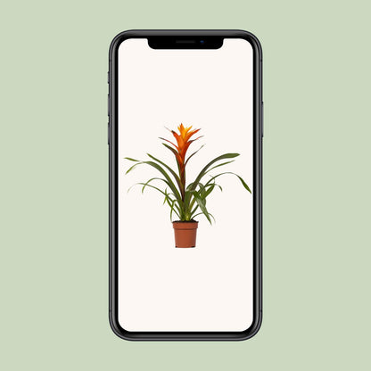 Guzmania Variada - Ø12 ↕50 von Pflanzfix24.de - Pflanzfix24.de