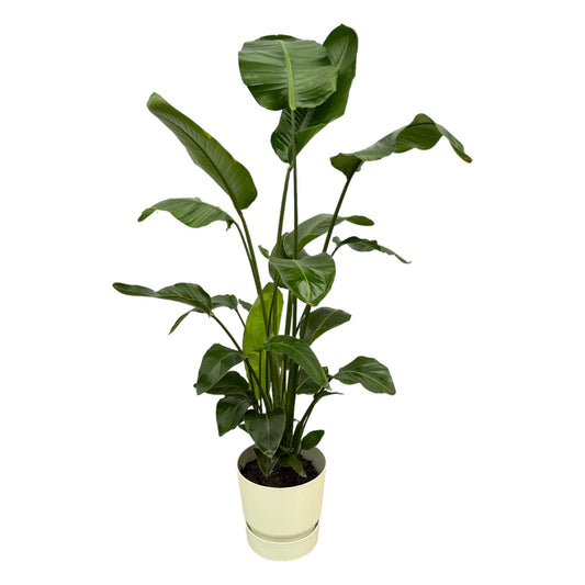 Strelitzia Nicolai mit elho Greenville Round weiß 160 cm | Pflanzfix24.de - Pflanzfix24.de