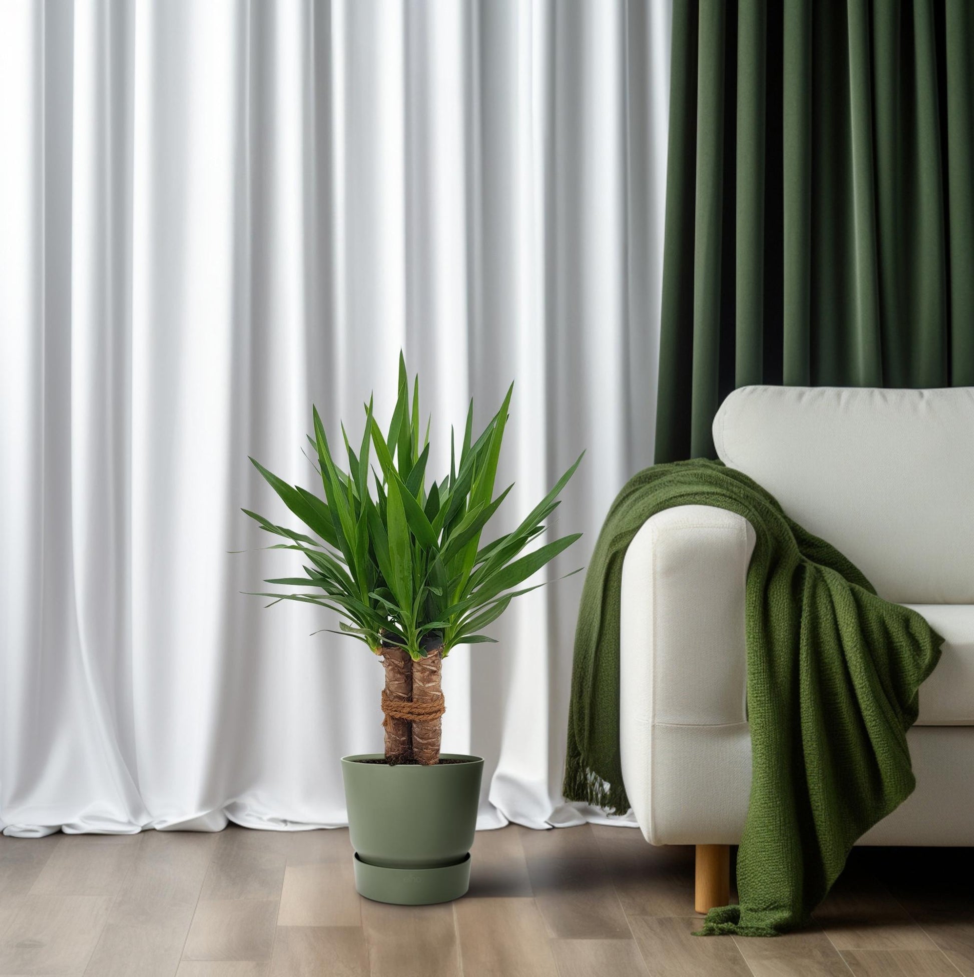 Yucca Tres Cañas Ø19cm – 70cm hoch | Pflanzfix24.de - Pflanzfix24.de
