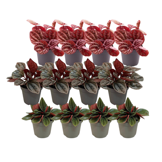 12x Peperomia Mix A - Pflanzfix24