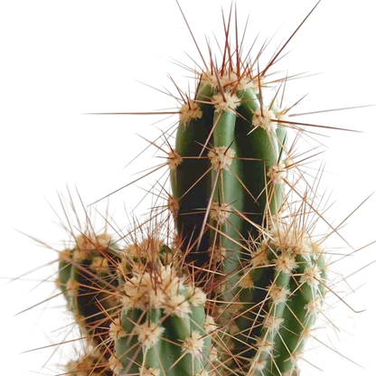 Kakteenmischung 5,5 cm - 5x - in Mexicaanse pot - Pflanzfix24.de - Pflanzfix24.de